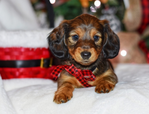 Keep your pets safe and healthy during the holiday season