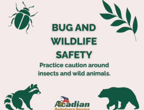 Stay Safe with Wildlife and Insect Safety Tips