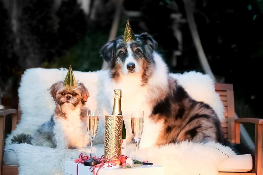 New Year's Eve pet safety